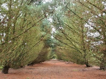 Dirt road amidst trees in forest