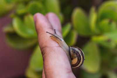 Close up view of a snail in a hand