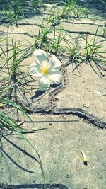 Close-up of white flowering plant