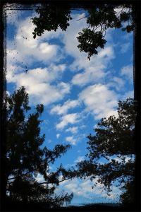 Low angle view of trees against cloudy sky