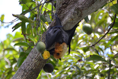 Low angle view of bird perching on tree