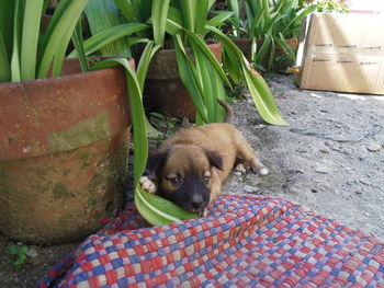 Portrait of puppy relaxing on plant