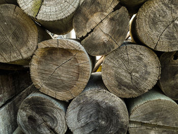 Full frame shot of logs in forest