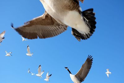 Low angle view of seagulls flying against clear blue sky