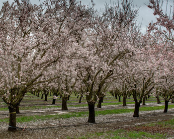 Cherry blossoms in spring