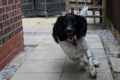 Portrait of black dog on footpath