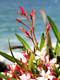 Close-up of coastal pink flowering beauty plant against sea background