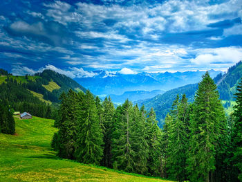 Scenic view of pine trees against sky