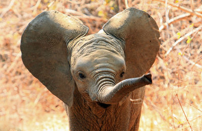 Close-up portrait of elephant calf