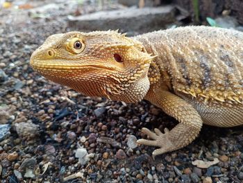 Close-up of lizard on field