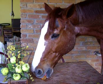 Horse in a stable