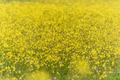 Scenic view of oilseed rape field