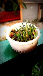 Close-up of potted plant on table