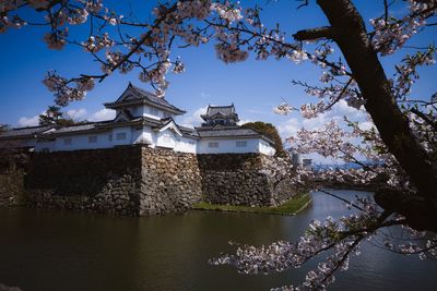 View of cherry tree by river against buildings