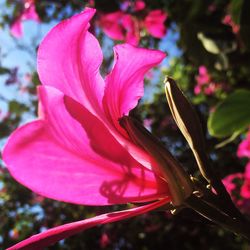 Close-up of pink flowers