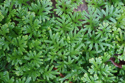 Full frame shot of fresh green plants
