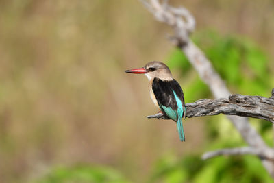 Close-up of bird perching on branch