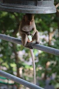 Close-up of monkey eating leaves