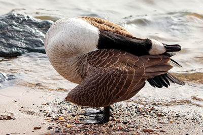 Close-up of bird on lakeshore