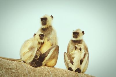 Low angle view of langurs against clear sky