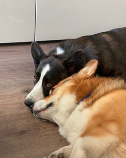 Close-up of dog resting on floor at home