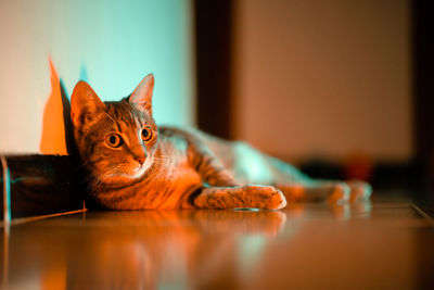 Portrait of cat relaxing on floor at home