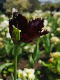 Close-up of red flowering plant
