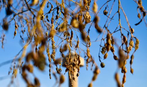 Close-up of branches against blurred background