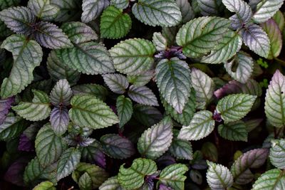 Full frame shot of fresh green leaves