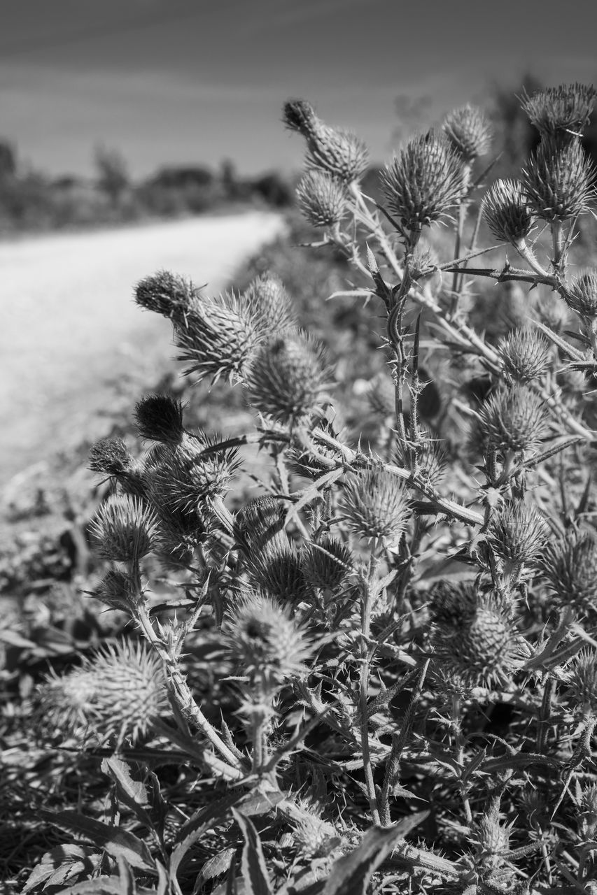 plant, nature, black and white, frost, growth, monochrome, beauty in nature, monochrome photography, no people, land, grass, focus on foreground, leaf, flower, tranquility, day, winter, sky, close-up, tree, cactus, environment, outdoors, field, pinaceae, succulent plant, scenics - nature, coniferous tree, cold temperature, branch, snow, thorn, macro photography, flowering plant, landscape