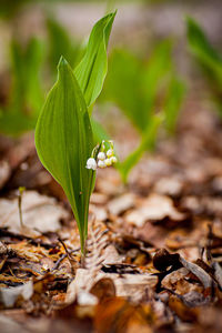 Close-up of plant lily of the valley