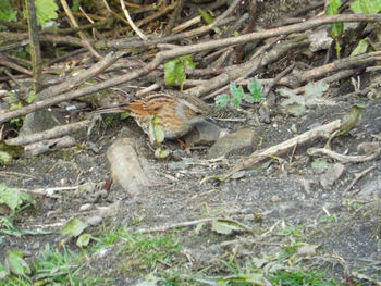 High angle view of lizard