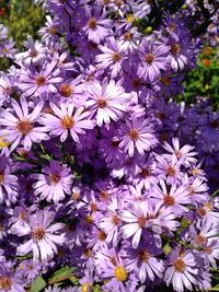 Close-up of white daisy blooming outdoors