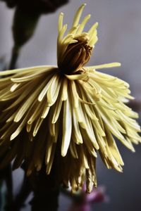 Close-up of wilted flower