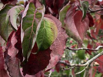 Close-up of leaves on tree during autumn