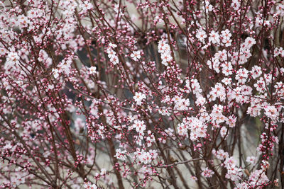 Image of spring blossom background