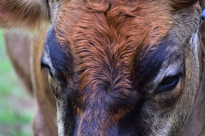 Close-up of horse