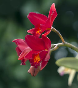 Close-up of red rose flower