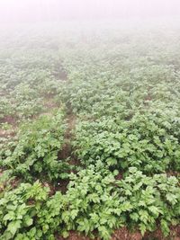 Close-up of fresh green plants against sky