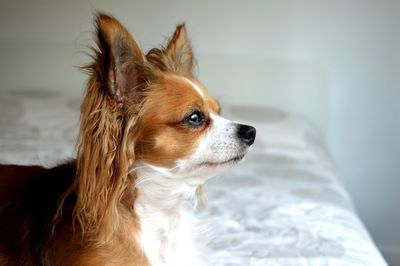 Close-up of dog looking away