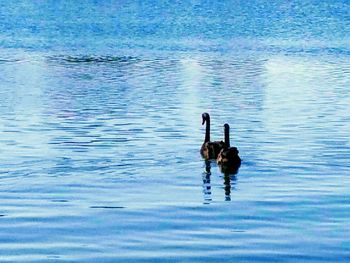 Ducks in a lake