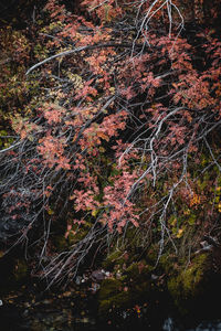 Trees growing in forest during autumn