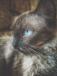 Close-up portrait of cat