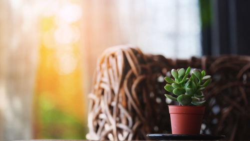 Close-up of potted plant on window at home