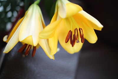 Close-up of yellow flowering plant