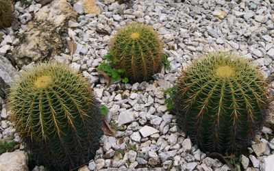 High angle view of cactus growing on field