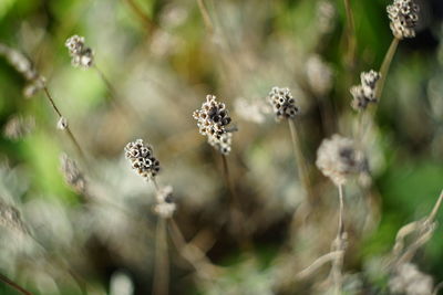 Close-up of wilted flowers on field