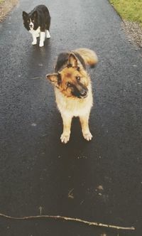 High angle view of dog on road
