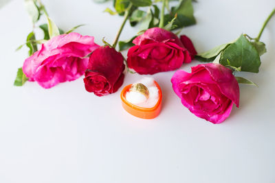 Close-up of pink roses against white background