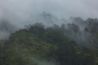 Trees in forest against sky